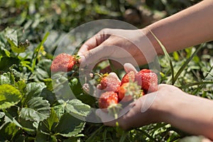 Hands with fresh strawberries collected