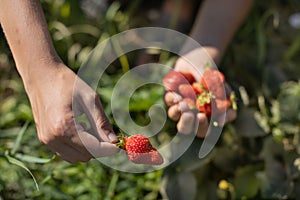 Hands with fresh strawberries collected