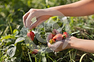 Hands with fresh strawberries collected