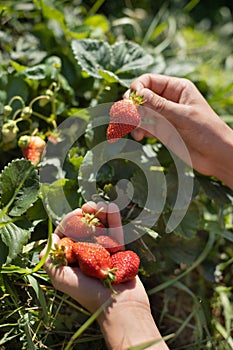 Hands with fresh strawberries collected