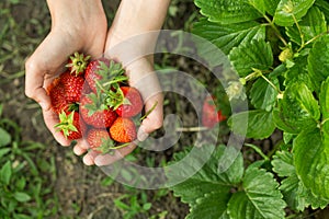 Hands with fresh strawberries in the garden