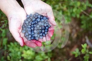 Hands full of bilberries