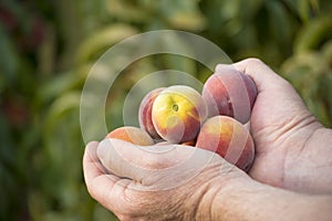 Hands full of peaches