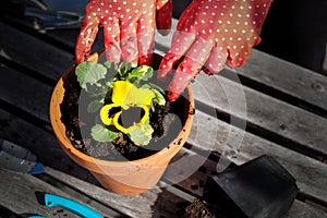 Hands in garden gloves planting the pansy flower in a pot