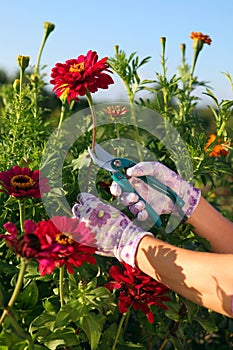 Hands of gardener cutting red flower