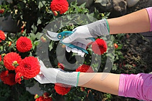 Hands of gardener cutting red peonies