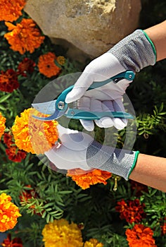 Hands of gardener cutting rmarigolds