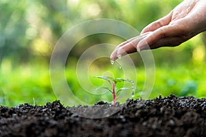 Hands of a gardener dropping water in the young green plants at nature park for reduce global warming earth.