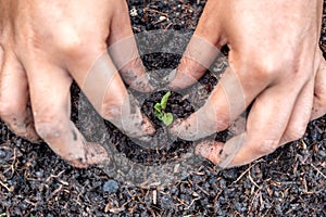 Hands gardener farming the sprout of green oak in plot