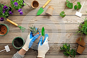 Hands of gardener in gloves planting flower in pot with dirt or soil. Spring garden works concept. Flat lay composition captured