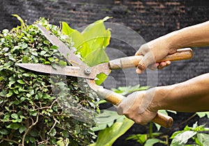 Hands of a gardener holding scissors cut the green bush in a backyard in natural background. Outdoor working, gardening concept