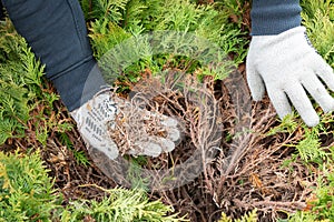 Hands of a gardener in protective gloves, who is removing dry yellow branches of thuja bushes