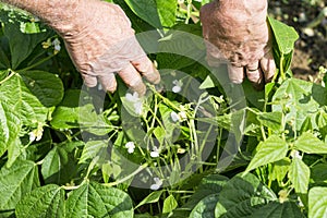 Hands of gardener showing flowers of the green Pea Beans Pod Plant