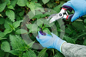 Hands with gardening gloves and pruning shears picking nettle leaves