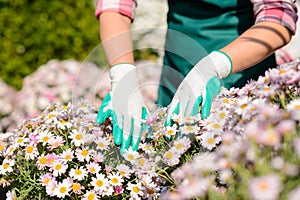 Hands in gardening gloves touch daisy flowerbed