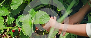 Hands gently picking strawberry on the field. Care is taken not to harm the young berries as they are inspected.