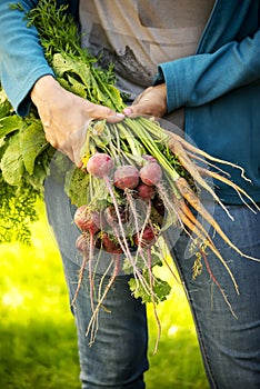 Hands of a girl with a bunch of radishes and carrots collected from the ground.