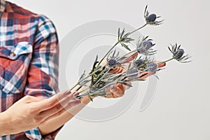 Hands of a girl holding blue flowers eryngium