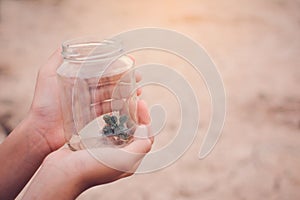 Hands of girl holding little plant in glass jar on cracked dry background