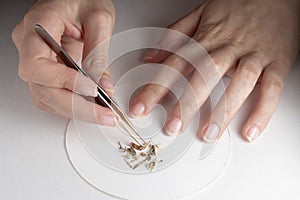 hands of girl in the laboratory who is performing a quality check on plant material with tweezers