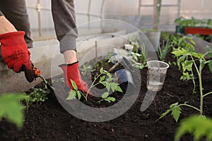 The hands of a girl in red gloves are digging a hole with a spatula for planting a tomato seedling in a greenhouse