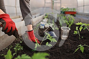 Hands in gloves dig up the ground with a spatula to plant seedlings in the greenhouse