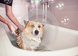 Hands of a girl washing a Pembroke corgi dog puppy with big ears in the bathroom with foam and soap bubbles