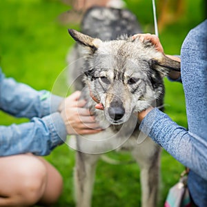 Hands of Girls regret and caress dog from shelter with sad understands eyes. Dog hopes to have owner. Loneliness