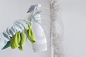 Hands with glove and spray bottle isolated on wall with mold. Eliminate Mold with Specialized Anti-Mold Products. Search cleaning