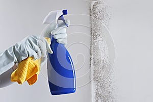 Hands with glove and spray bottle isolated on wall with mold. Eliminate Mold with Specialized Anti-Mold Products. Search cleaning