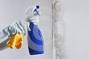 Hands with glove and spray bottle isolated on wall with mold. Eliminate Mold with Specialized Anti-Mold Products. Search cleaning photo