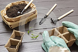 Hands in gloves hold a peat pot. Seedlings with soil on table. Shovel in paper container with soil