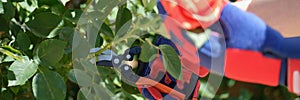 Hands in gloves trimming bushes of red roses in garden with secateur.