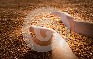 Hands with grain corn