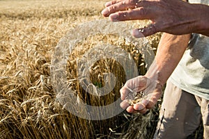 Hands of the grain-grower against a wheaten field