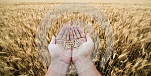 Hands of the grain-grower against a wheaten field photo