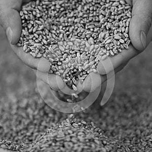 Hands with a grain of wheat closeup