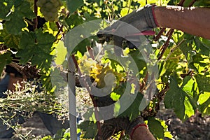 Hands of a grape harvester cutting a white grape bunches