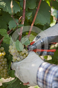 Hands for grapes and wine, the harvest