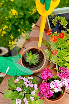 Hands in green gloves plant flowers in pot