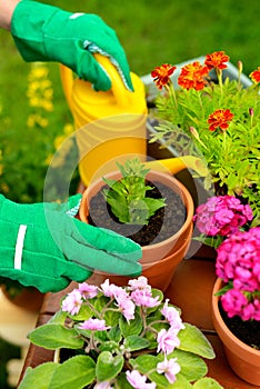 Hands in green gloves plant flowers in pot