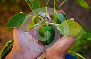 Hands, green pepper and plant in garden with vegetable, agriculture and person harvest crops outdoor. Sustainability