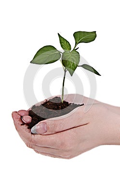 Hands with green plant