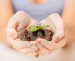 Hands with green sprout and ground