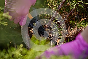 Hands of grower in pink gloves are trimming a twigs of overgrown green shrub using pruning shears. Gardener is clipping