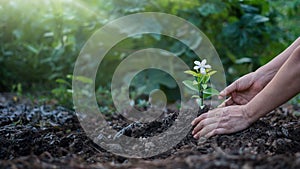 Hands growing small plant with flower in forest background. Idea for protecting nature, green energy and ecology, global warming