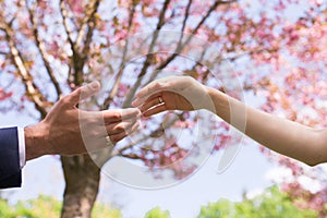 Hands of a guy and a girl stretch to each other against a background of blooming pink sakura.