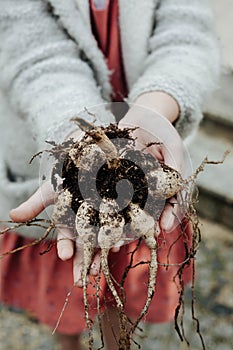 Hands handing the dahlia tubers