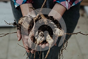 Hands handing the dahlia tubers