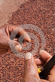 Hands handling and inspecting cocoa beans in a drying yard photo